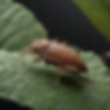 Close-up of squash bug on a leaf