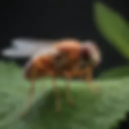 Close-up of a fruit fly resting on a leaf