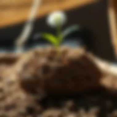 Coco Coir vs Traditional Growing Mediums Comparative analysis of coco coir and traditional mediums