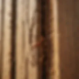 Detailed view of termite damage in wood