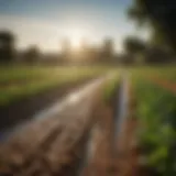 Precision irrigation technique in agriculture