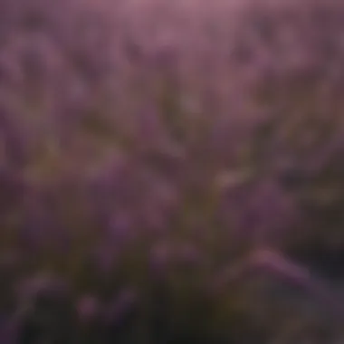 Close-up of purple grass growths revealing intricate textures