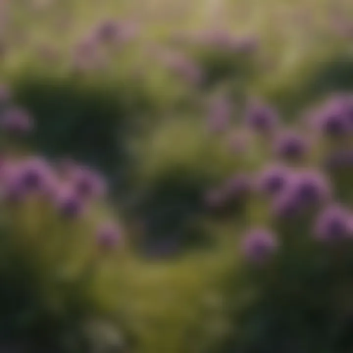 A healthy lawn contrasted with patches of purple growths