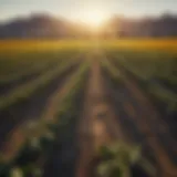 Vibrant agricultural landscape showcasing crops in Yuma