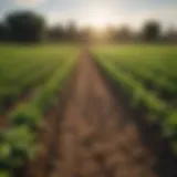 A lush agricultural field demonstrating biosafe terragrow principles.