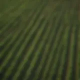 Lush green fields of an organic farm in Wisconsin