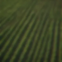 Lush green fields of an organic farm in Wisconsin