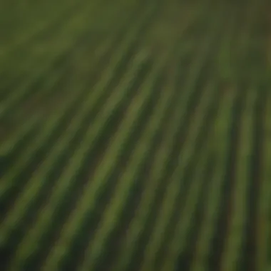 Lush green fields of an organic farm in Wisconsin