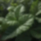 A close-up view of vibrant green leaves showcasing nutrient uptake