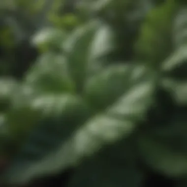 A close-up view of vibrant green leaves showcasing nutrient uptake