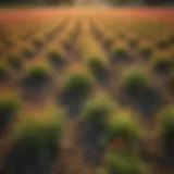 Vibrant spring cover crop field