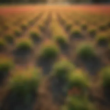 Vibrant spring cover crop field