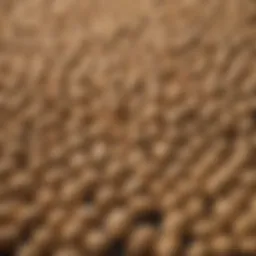 A close-up view of soybean grains showcasing their texture and quality.