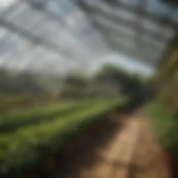 A lush greenhouse covered with green shade cloth, demonstrating its protective qualities.