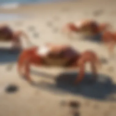 Crabs Foraging on the Beach Crabs actively foraging for food on the sandy beach, demonstrating their feeding habits.