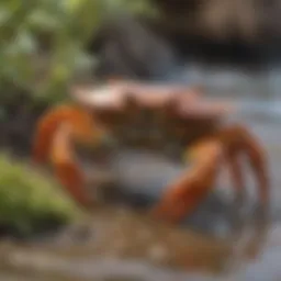 A close-up view of a variety of crabs in their natural habitat along the Davenport shoreline.