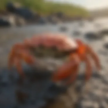 Environmental Influences on Crab Populations An illustration depicting the environmental factors affecting crab populations in Davenport.