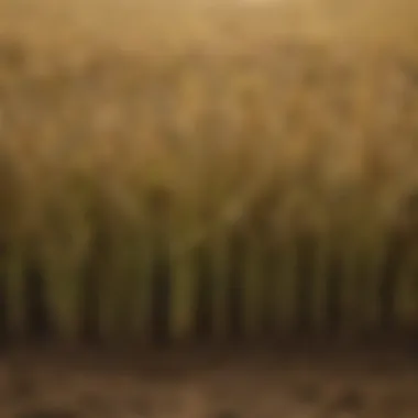 Diverse Cropping with Millet Diverse cropping system with millet intercropped
