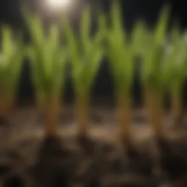 Millet Root Systems Close-up of millet plants emphasizing root systems