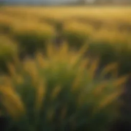 Vibrant millet field showcasing lush greenery