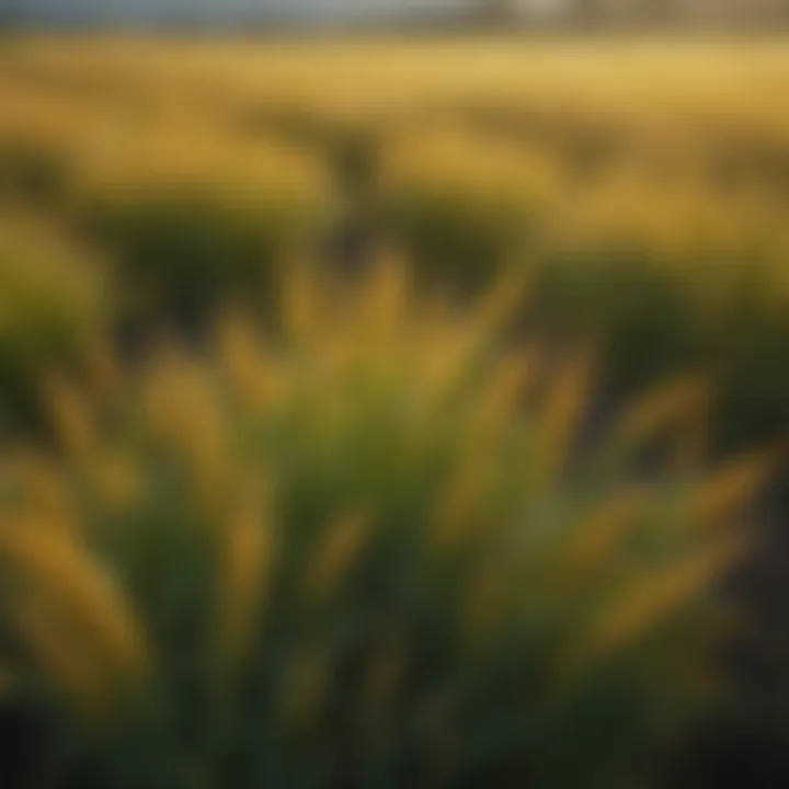 Vibrant millet field showcasing lush greenery