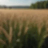 Lush field of oats growing as a cover crop