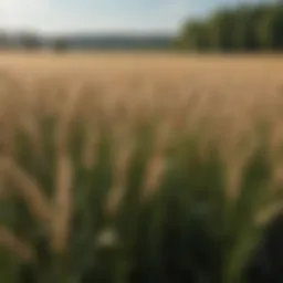 Lush field of oats growing as a cover crop