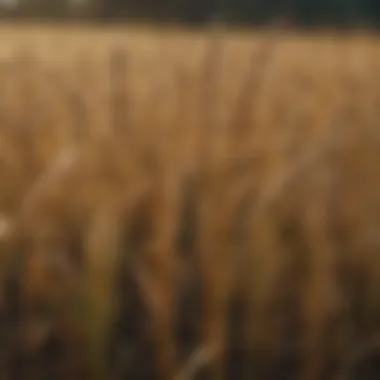 Oats being used in crop rotation for sustainable farming