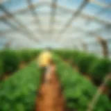 Exploring the Value of Cheap Polycarbonate Panels in Agriculture Introduction