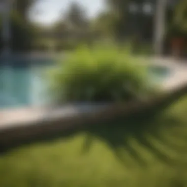 A scenic view of St. Augustine grass thriving near a poolside