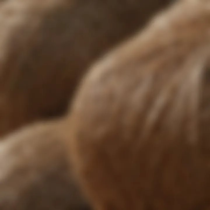 Close-up of eco-friendly materials used in bale wrapping