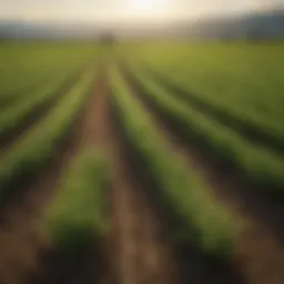 Vibrant alfalfa field showcasing optimal growth due to proper fertilization