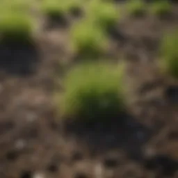Vibrant fescue plugs thriving in soil