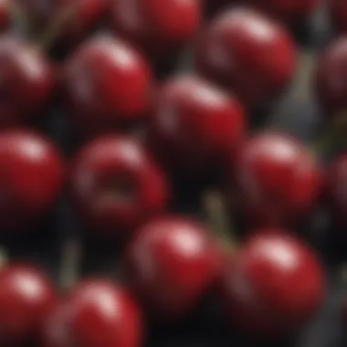 Close-up of sweet cherries, highlighting their natural shine and juicy appearance