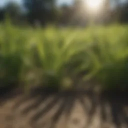 Healthy St. Augustine grass thriving in sunlight