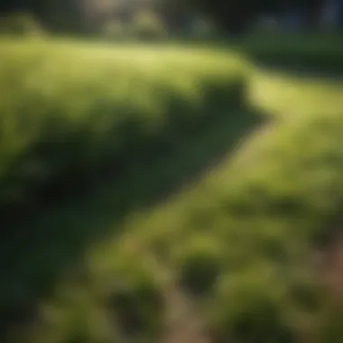 Maintaining Healthy Grass Patches Well-maintained grass patches thriving