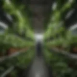 Hydroponic grow channel filled with vibrant green plants