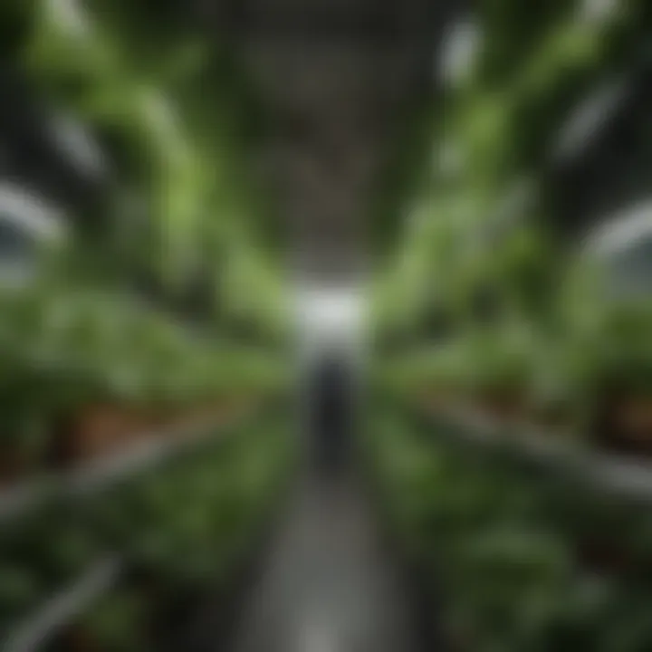 Hydroponic grow channel filled with vibrant green plants