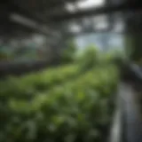 A vibrant array of hydroponically grown herbs showcasing lush green colors