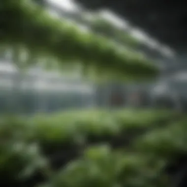 Flourishing Hydroponic Herb Garden A flourishing hydroponic herb garden demonstrating successful growth