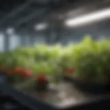 Nutrient-rich hydroponic solution