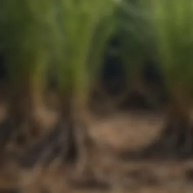 Fescue Roots and Shade Tolerance Close-up of fescue roots illustrating biological mechanisms for shade tolerance