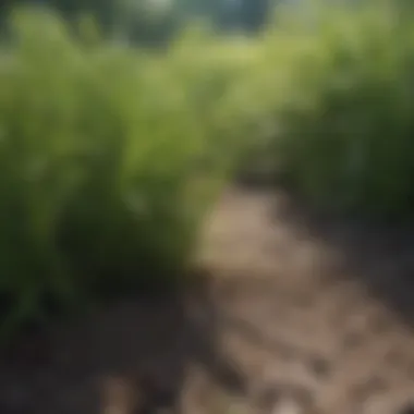 Close-up of St. Augustine grass with weeds