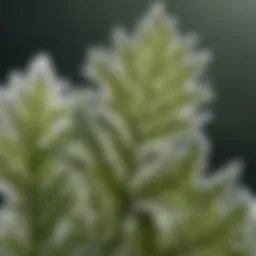 Close-up view of powdery mildew on a plant leaf showcasing its white fungal growth.
