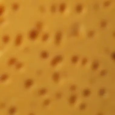 A detailed view of cheddar cheese showcasing its texture and color