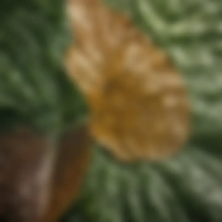 Close-up of a leaf treated with dual-purpose product