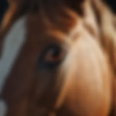 A close-up of a mare's face, conveying different emotional expressions.