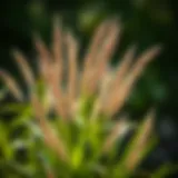 Native Florida Lawn Grasses: A Comprehensive Guide Introduction
