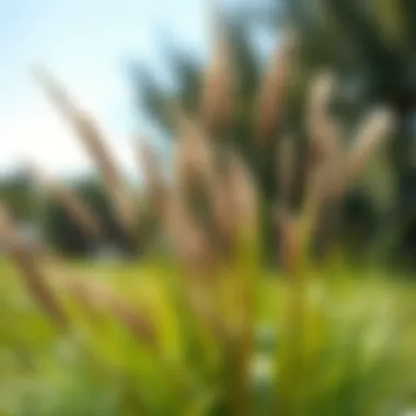 Notable Native Florida Lawn Grasses: A Comprehensive Guide Notable Native Florida Lawn Grasses: A Comprehensive Guide