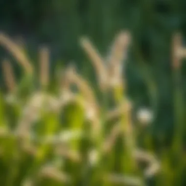 Native Florida Lawn Grasses: A Comprehensive Guide Summary Native Florida Lawn Grasses: A Comprehensive Guide Summary